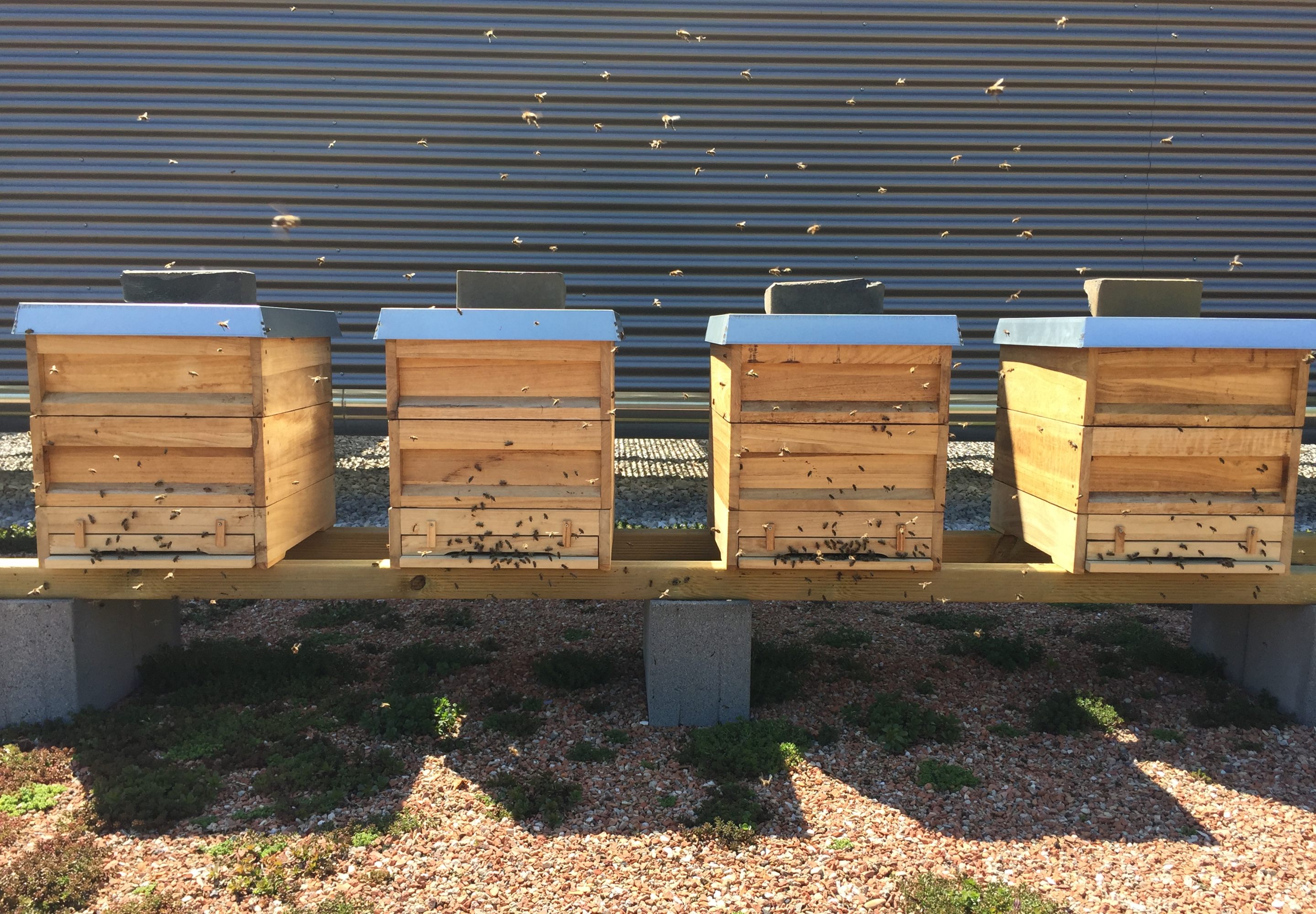 Four honey hives on the table with bees around