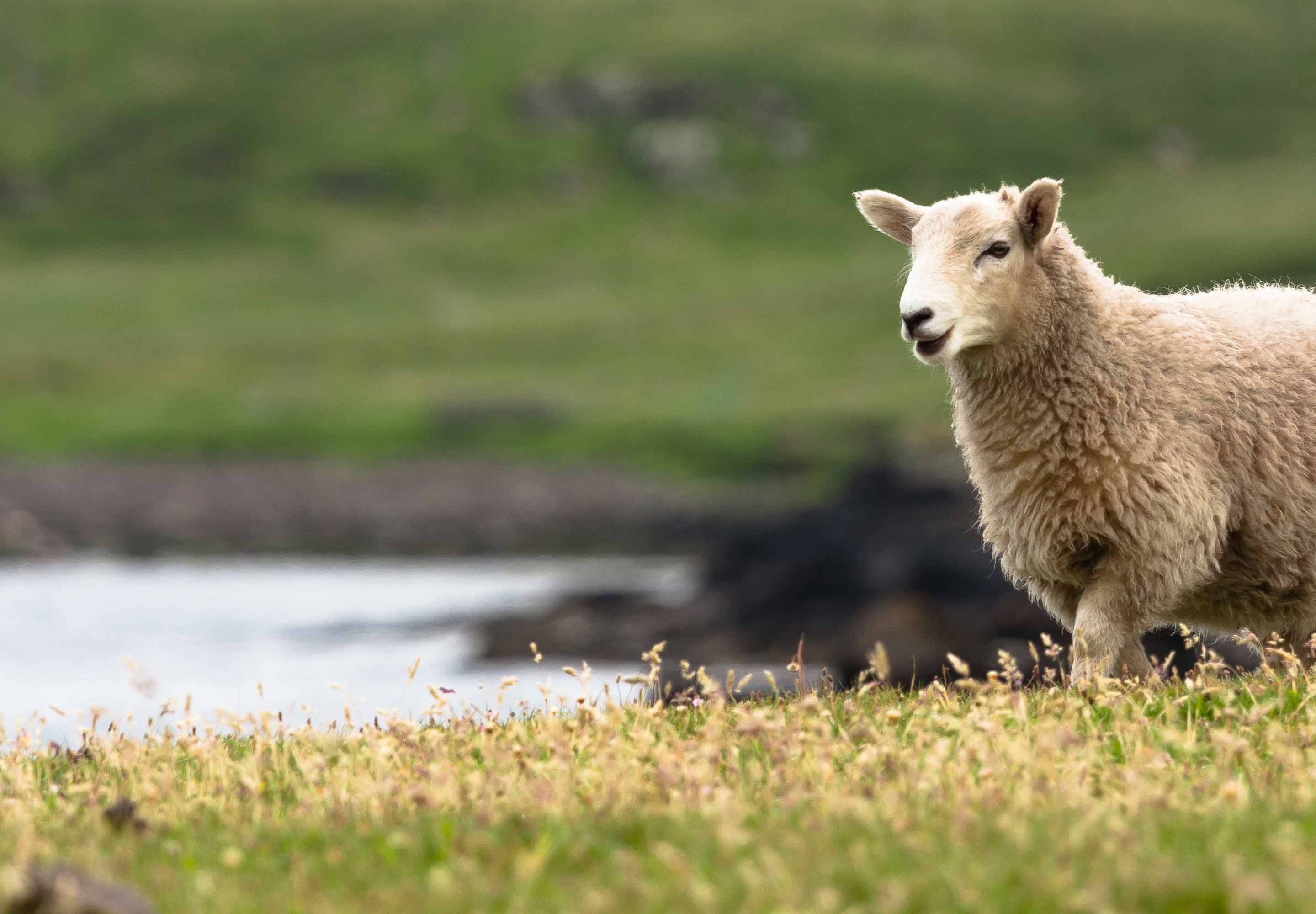 AI has been touted as the solution to myriad security problems