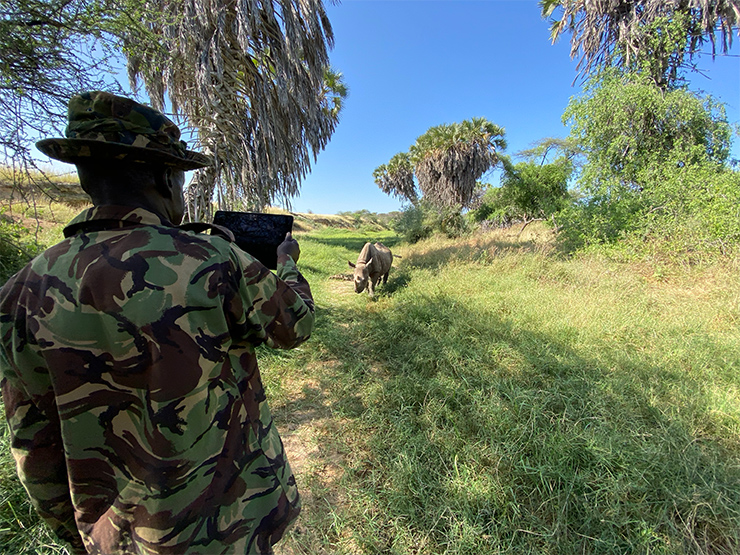 A park ranger and rhino